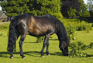 Image showing Black Stallion