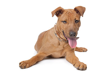 Image showing mixed breed dog