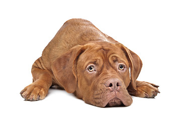 Image showing Dogue de Bordeaux