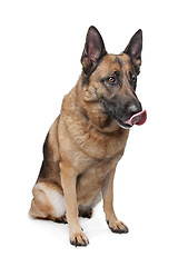 Image showing German Shepherd