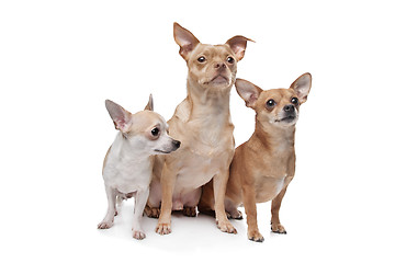 Image showing three chihuahua dogs