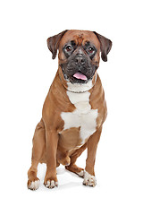 Image showing Boxer dog