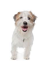 Image showing Jack Russel Terrier