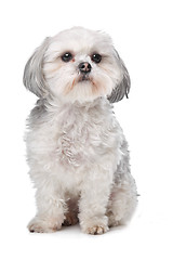 Image showing Little boomer dog