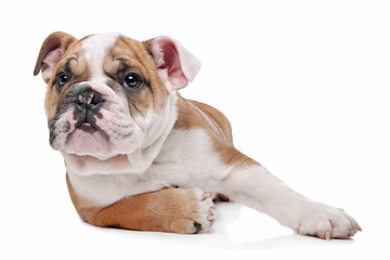 Image showing English bulldog puppy