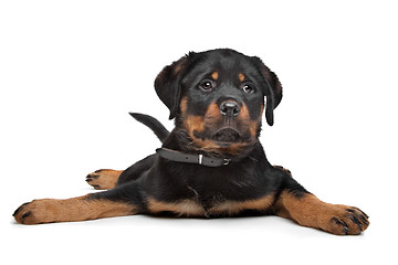 Image showing rottweiler puppy