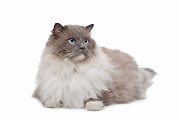 Image showing Ragdoll cat