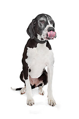 Image showing great dane