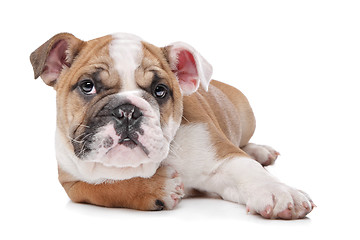 Image showing English bulldog puppy