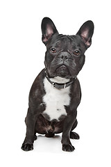 Image showing Black and White French Bulldog