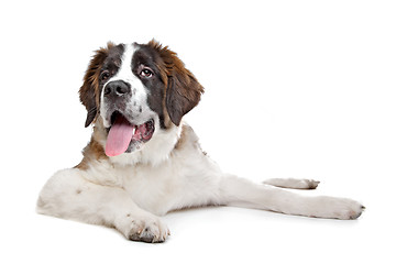 Image showing St Bernard puppy