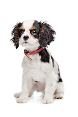 Image showing Cavalier King Charles Spaniel