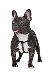 Image showing Black and White French Bulldog