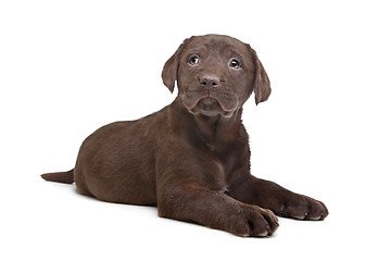 Image showing Chocolate Labrador puppy