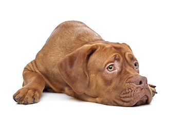 Image showing Dogue de Bordeaux