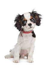 Image showing Cavalier King Charles Spaniel