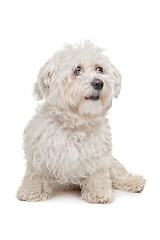 Image showing Maltese dog