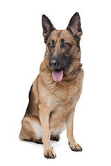 Image showing German Shepherd