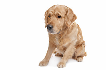 Image showing Golden Retriever