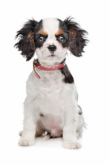 Image showing Cavalier King Charles Spaniel