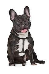 Image showing Black and White French Bulldog