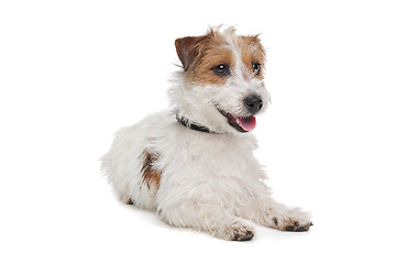 Image showing Jack Russel Terrier