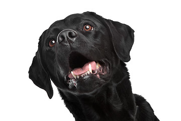 Image showing Black Labrador