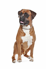 Image showing Boxer dog