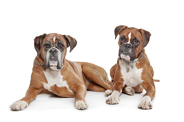 Image showing Two plain fawn Boxer dogs