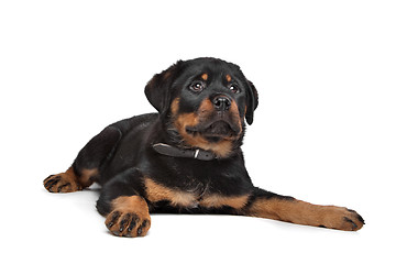 Image showing rottweiler puppy