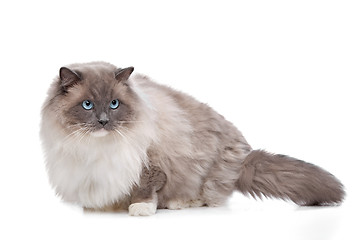 Image showing Ragdoll cat