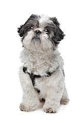 Image showing Shih Tzu