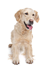 Image showing golden Retriever