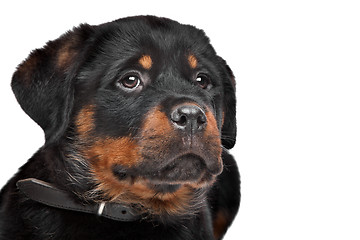 Image showing rottweiler puppy