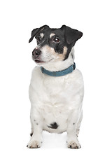 Image showing Jack Russel Terrier