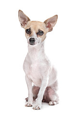 Image showing short haired chihuahua puppy