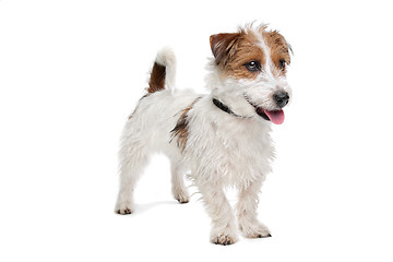 Image showing Jack Russel Terrier