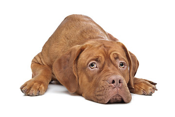 Image showing Dogue de Bordeaux