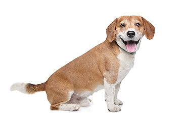 Image showing Beagle