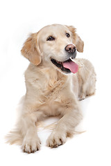 Image showing golden Retriever