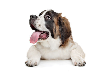 Image showing St Bernard puppy