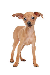 Image showing Miniature Pinscher puppy