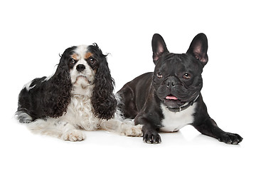 Image showing two dogs