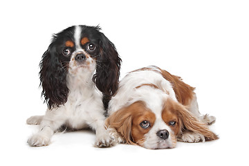 Image showing two Cavalier King Charles Spaniel dogs