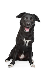 Image showing mixed breed dog
