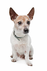 Image showing Jack Russel Terrier