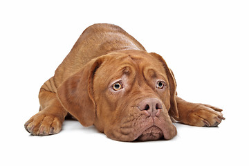 Image showing Dogue de Bordeaux