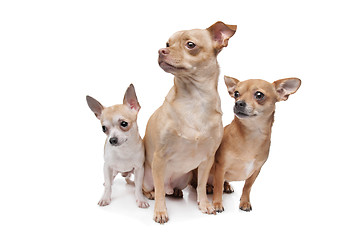 Image showing three chihuahua dogs