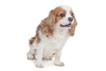 Image showing Cavalier King Charles Spaniel