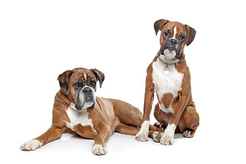 Image showing Two plain fawn Boxer dogs